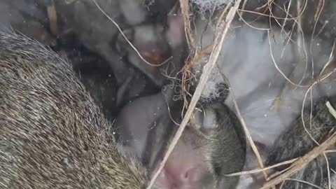 Squirrel Babies playing