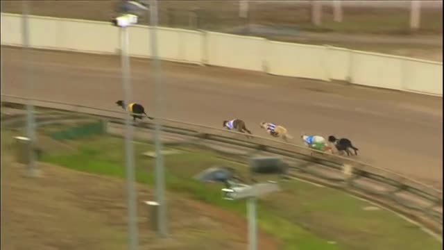 track racing dog video