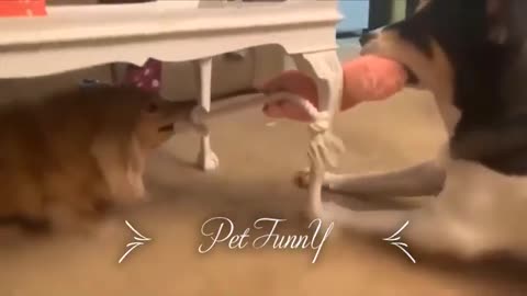 Funny Cat, Rabbit And Dog Videos Try Not To Laugh