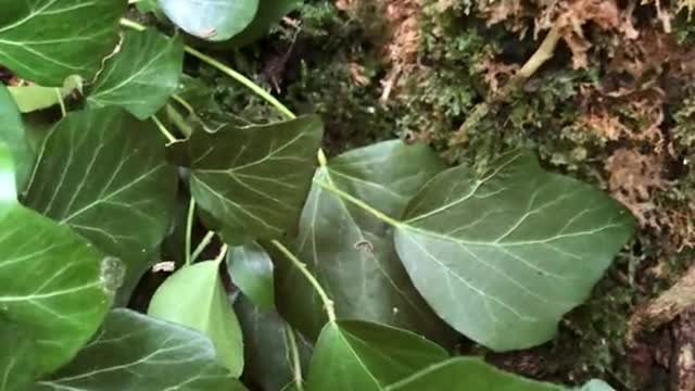 Fairy's House found in the forest!