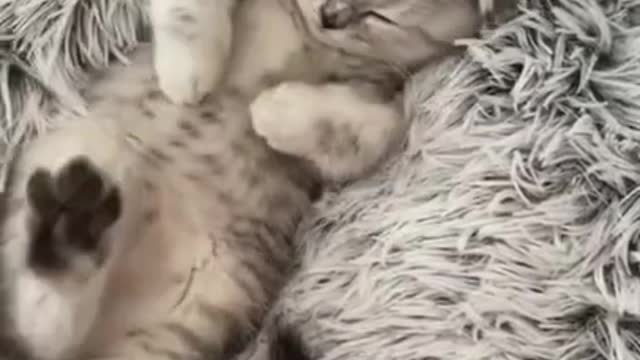So cute cat sleeping video interesting video
