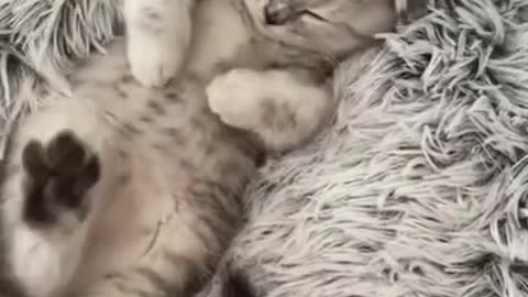 So cute cat sleeping video interesting video