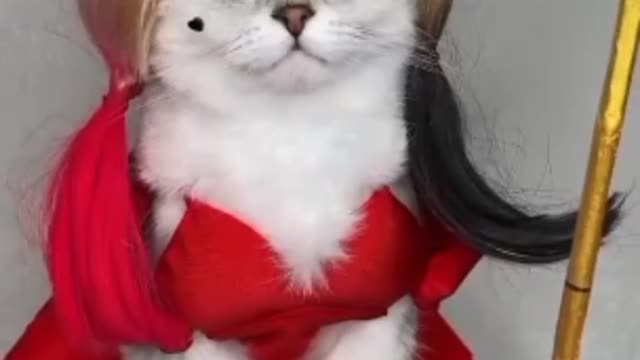 Funniest Cats Videos 🐱 Part 25