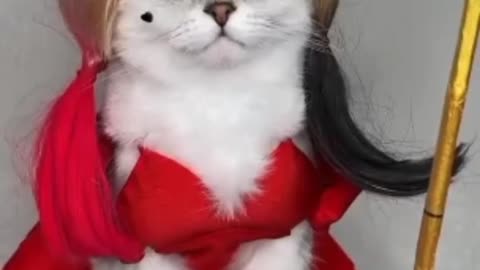 Funniest Cats Videos 🐱 Part 25