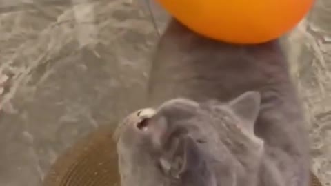 funny video cat