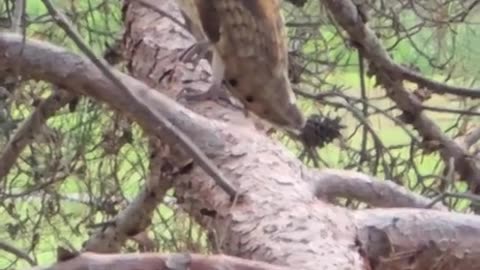 Owl and squirrel meeting on top of a tree