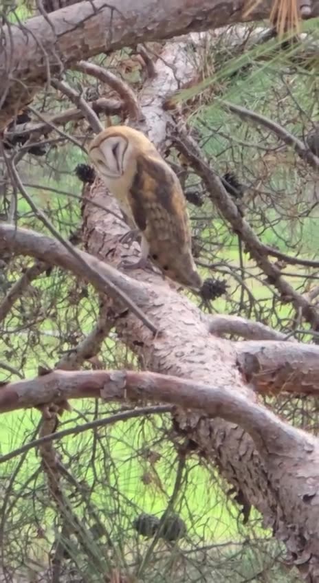 Owl and squirrel meeting on top of a tree