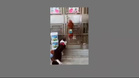 Puppy dogs try to open door