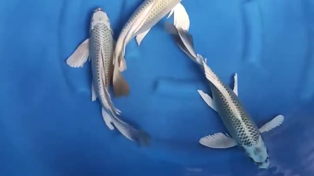 KOI PLATINUM FISH