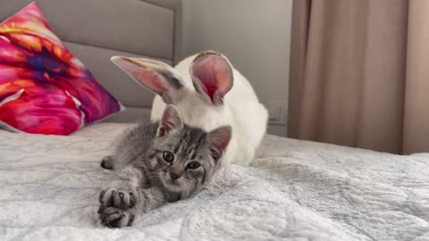 Kitten sleeps with a rabbit - Part 1