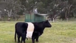 Cowmoulflage (Nothing to Moo about here)