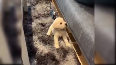 Baby dog cute funny
