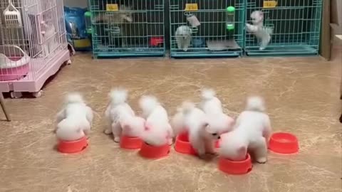 Funny cute dog