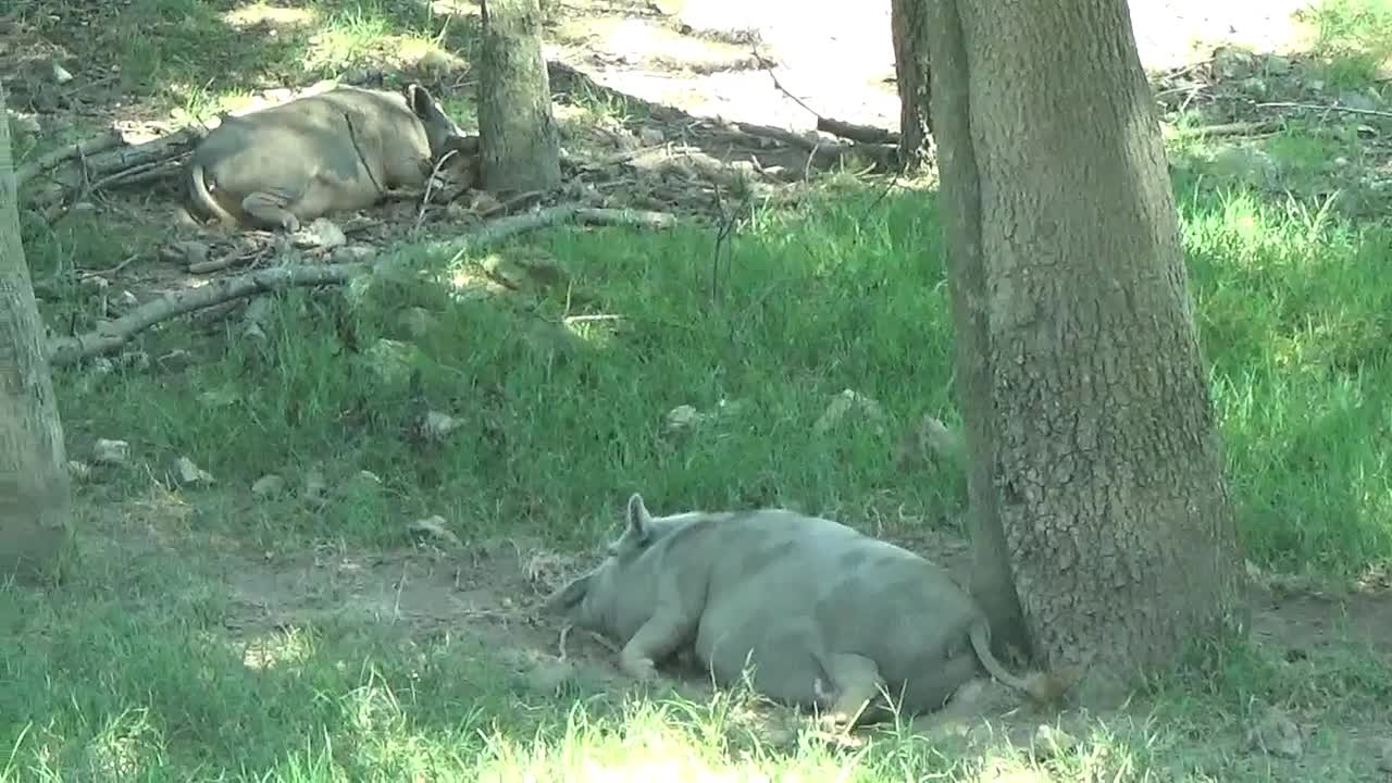 Caught the moment when two wild boars were sleeping soundly under the tree.