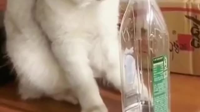 Lovely Cat