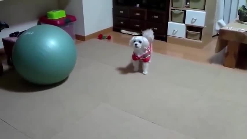 Best video of cute dog