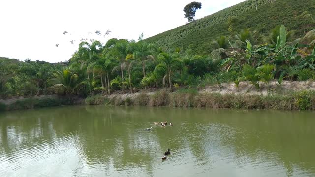 Beautiful pond in the countryside, couples of ducks.