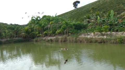 Beautiful pond in the countryside, couples of ducks.