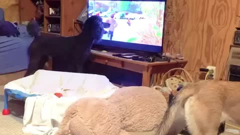 Dog watching TV wonders why tho dog on tv didn’t get in trouble.