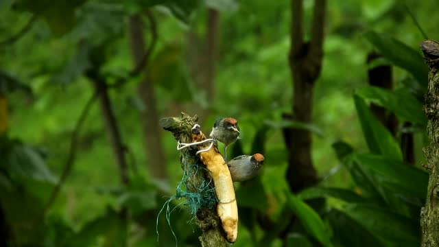 Relaxing music atmosphere of Nature relaxing video music to stay calm