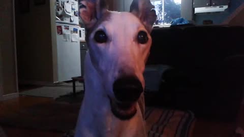 jordan the greyhound