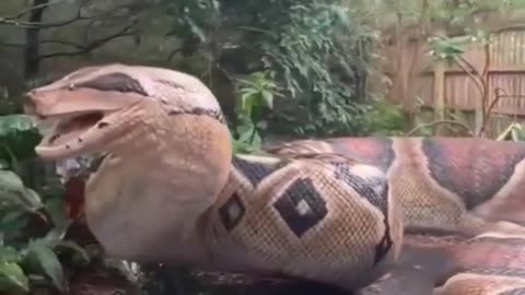 giant python