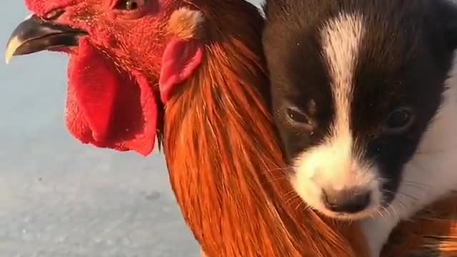 Funny hen and little dog