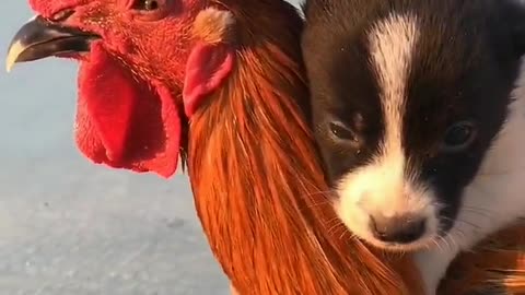 Funny hen and little dog