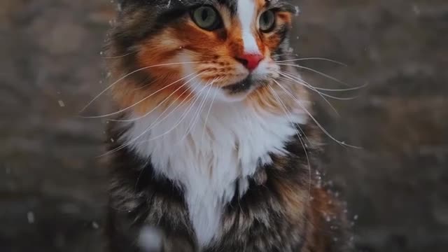 Beautiful cat in snow☃️🐱❄️