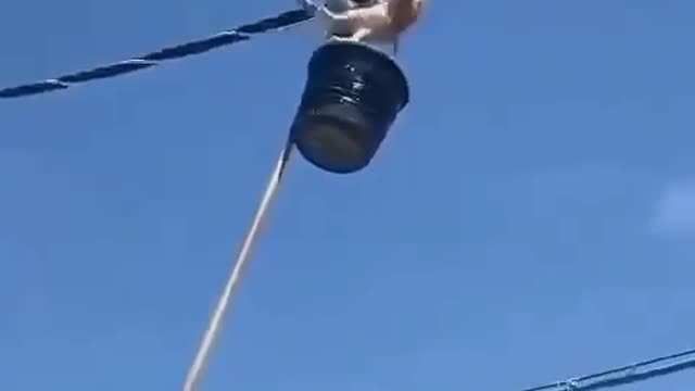 The cat was saved from the power line