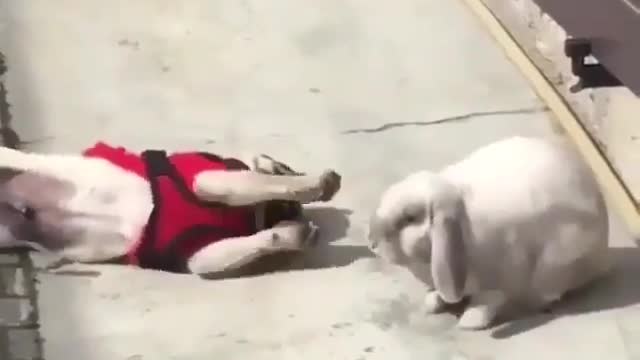 Two cute dogs fighting