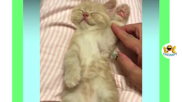 Cute kittens meowing compilation | Funny Kitten Video #19