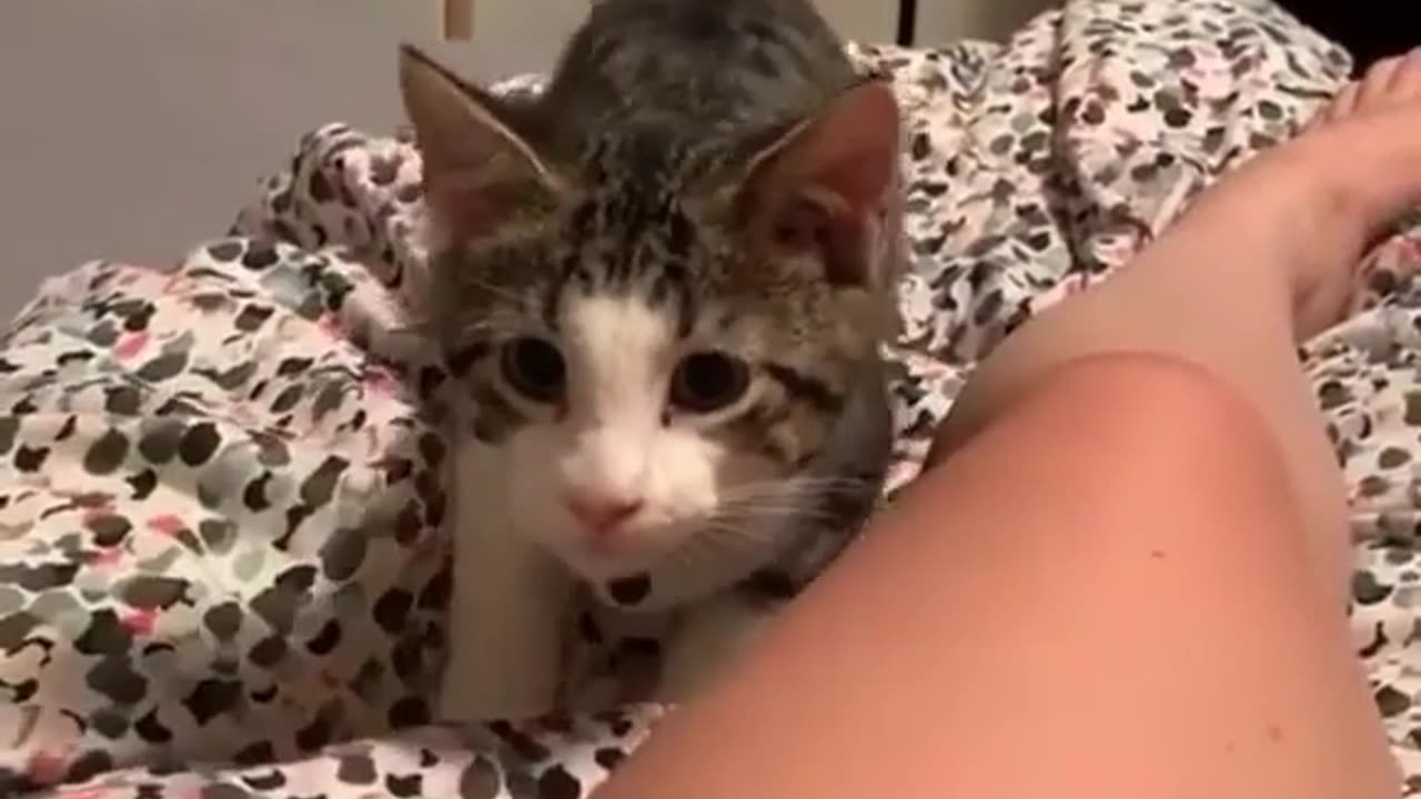 That little wiggle 😹