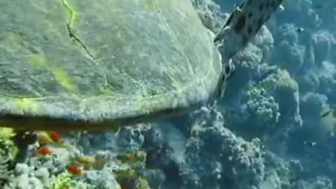 There are countless fish, crabs, corals, and many other creatures in the blue sea