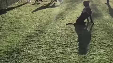 Dogs Avoided This Pup At The Dog Park Until...