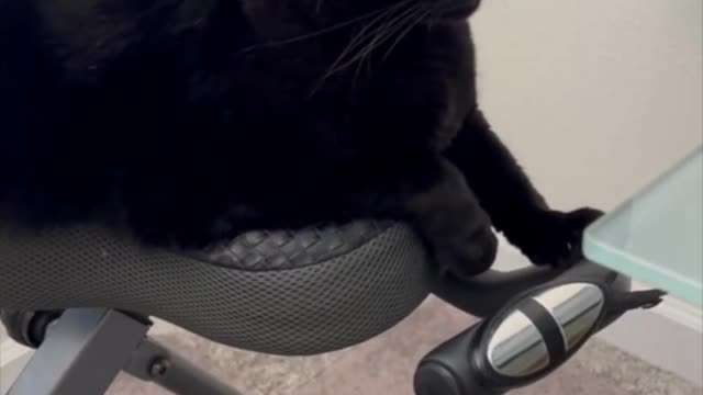 Adopting a Cat from a Shelter Vlog - Cute Precious Piper Chilling Out on the Exercise Bike #shorts