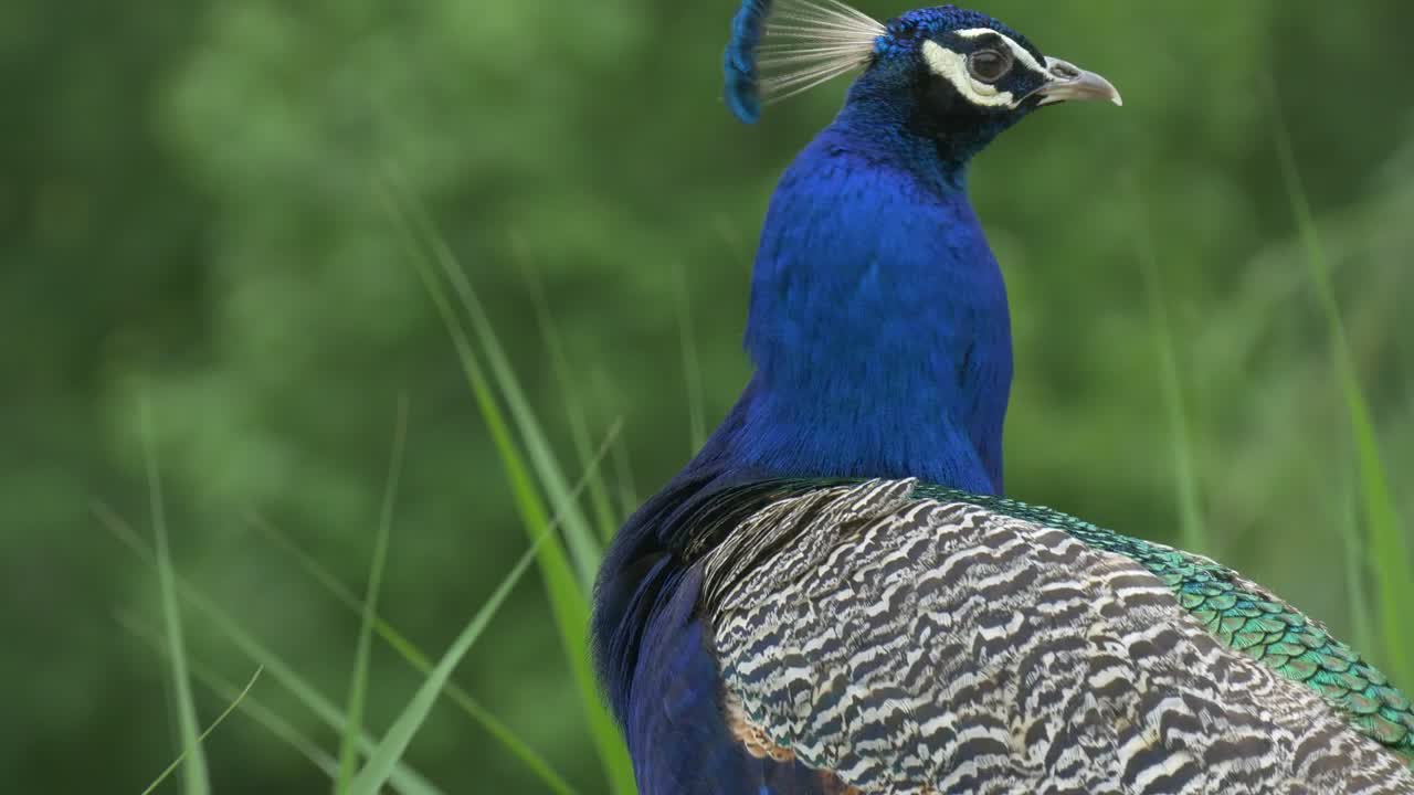 BEAUTIFUL PEACOCK CLOSEUP !!!