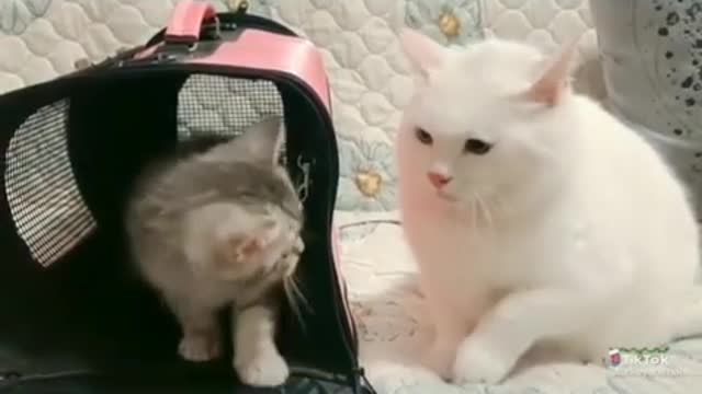 funny cats