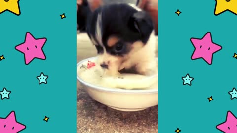 Adorable Puppy Loves His Porridge! 🐾🥣