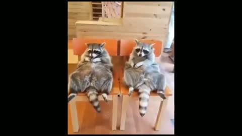 Funniest animal video ever