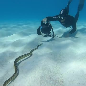 Too close with elegant sea snake