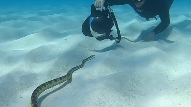 Too close with elegant sea snake