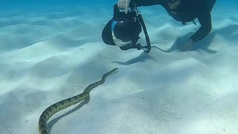 Too close with elegant sea snake