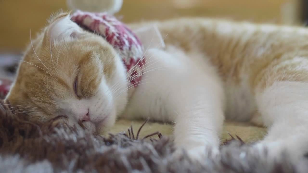 Close up of Scottish fold tabby kitten sleeping on lazy day