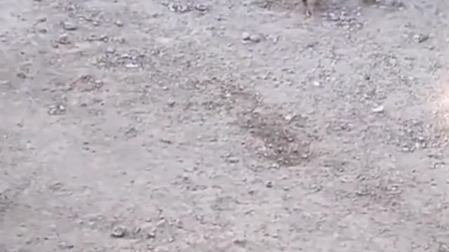 Cats playing with balloons