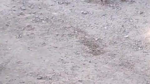 Cats playing with balloons