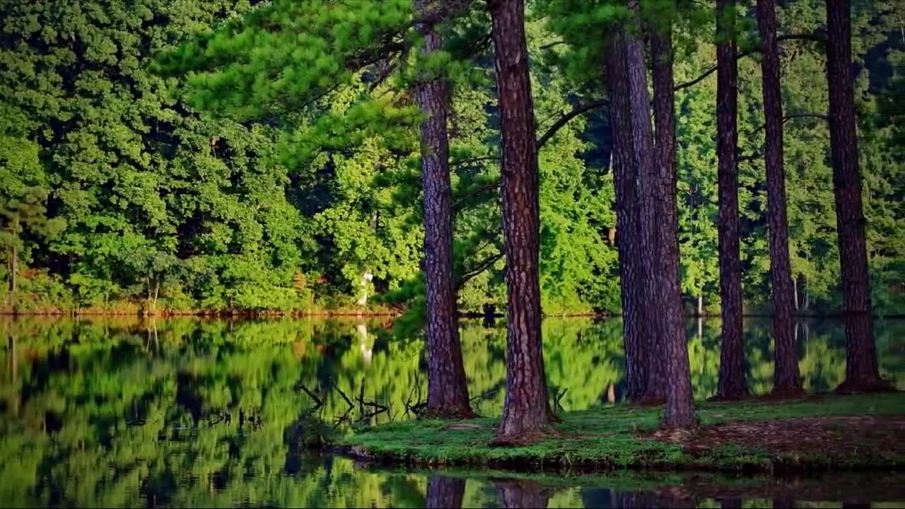 Nature Beautiful short video 720p HD