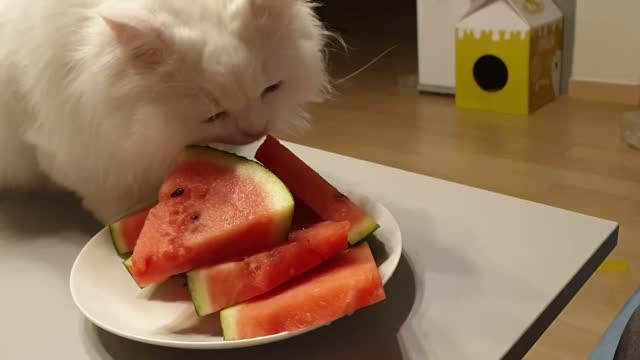 cat wants to eat watermelon