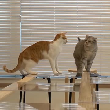 Funny Cat videos for kids