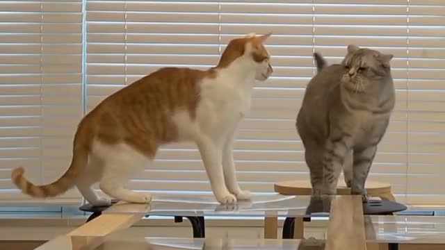 Funny Cat videos for kids